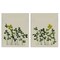 Stupell Industries Minimal Hidden Gems 2pc Canvas Set, design by Grace Popp
